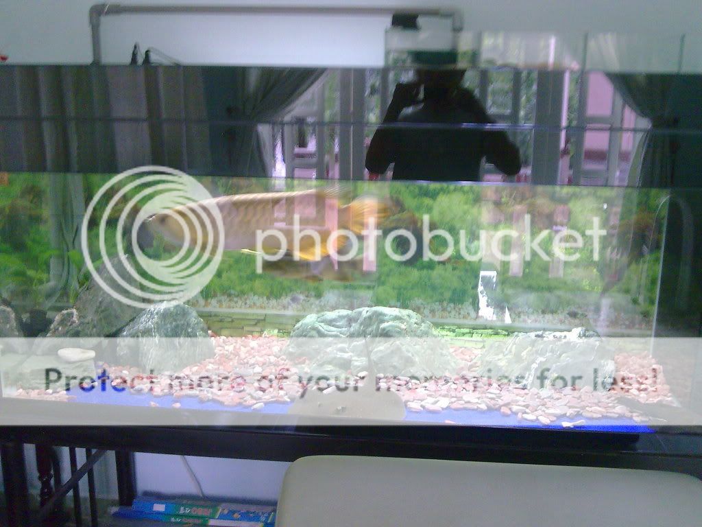 Bể cá rồng của nhà mình