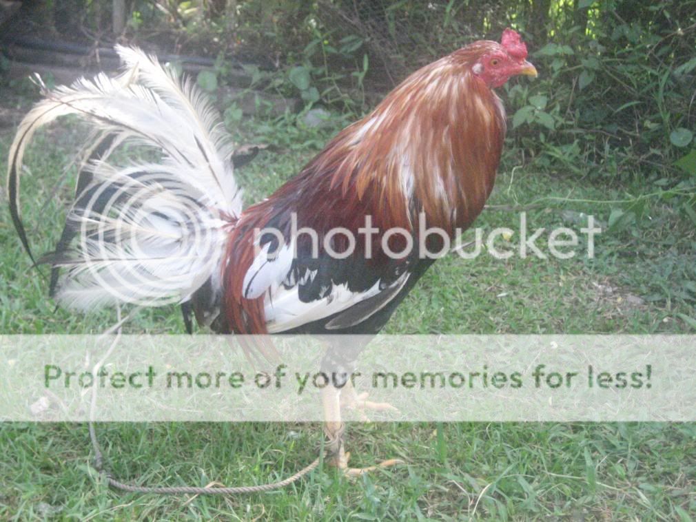 Gamefowl Pens For Sale http://www.pic2fly.com/Gamefowl+Pens+For+Sale.html